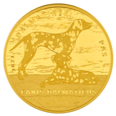 zlatnik-dalmatinski-pas-1